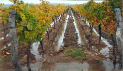 درك تيبازة يحقق في سقي محاصيل زراعية بمياه قذرة