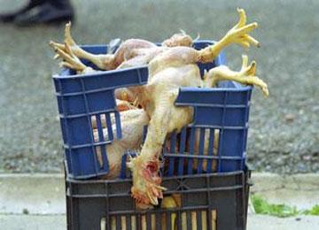 فيروس نيوكاسل يقتل 80 بالمائة من دجاج برج بوعريريج