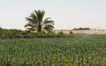 Les Américains intéressés par le secteur agricole en Algérie