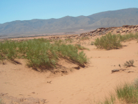 L'Algérie s'engage fermement dans la lutte