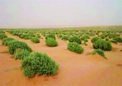 Réhabilitation du barrage vert, une des priorités du prochain plan quinquennal