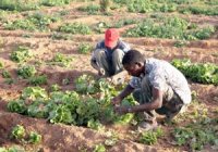 Divers projets agricoles prévus par des jeunes cultivateurs à Ramtha