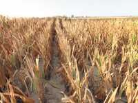 Seulement 770 000 quintaux engrangés à Mostaganem