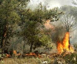 حريق يلتهم 1300 شجيرة زيتون وصناديق النحل في مسعود بوجريو بقسنطينة