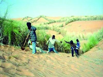 Lutte contre la désertification L’Algérie apporte une contribution de 2 milliards de dollars