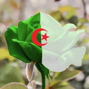 تحيا الجزائر