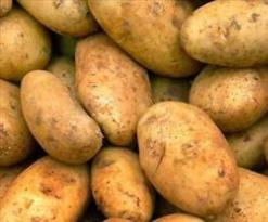 بومرداس تخزن 50 ألف طن من البطاطا