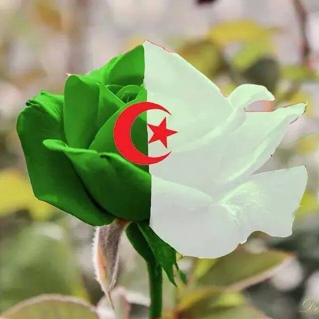 تحيا الجزائر