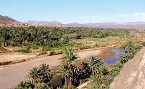 Afin de lutter contre les parasites du palmier-dattier