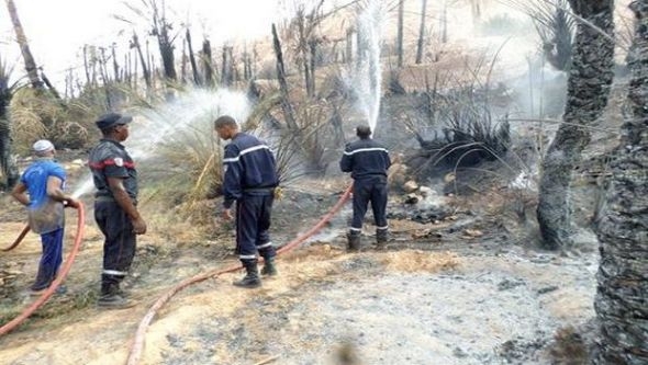 حريق مهول يلتهم 1500 نخلة في بني عباس في بشار