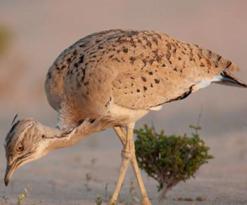 إطلاق ما يزيد عن 700 طائر حبارى جنوب الأبيض سيدي الشيخ