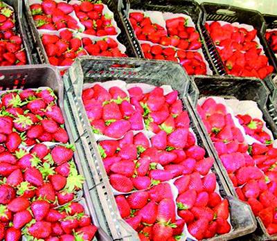 Culture de la fraise