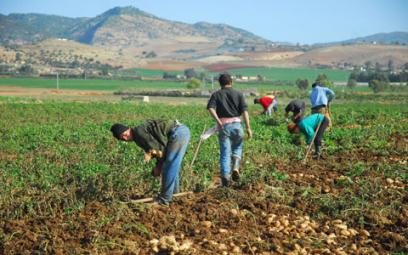 Cherche ouvriers agricoles désespérément