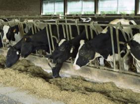 Bétail et produits d'origine animale