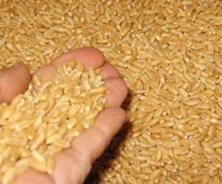 حجز 400 قنطار من القمح المستورد قادمة من ولاية المدية