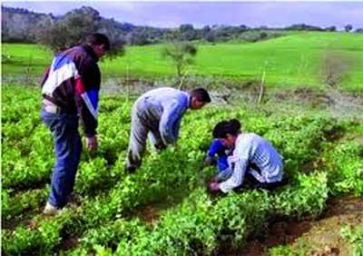Les producteurs agricoles font appel aux Subsahariens clandestins