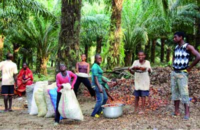 Les arbres fruitiers emblématiques en terre d'islam