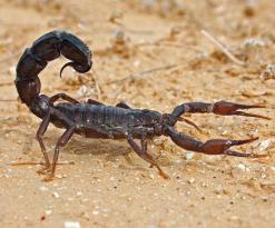 تسجيل 227 حالة تسمم عقربي منذ بداية السنة بالبيض