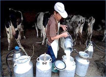 عين تموشنت..ارتفاع إنتاج الحليب الى 45 مليون لتر