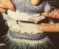 مفتشية البيطرة بسطيف تكشف أن اللقاح منتهي الصلاحية