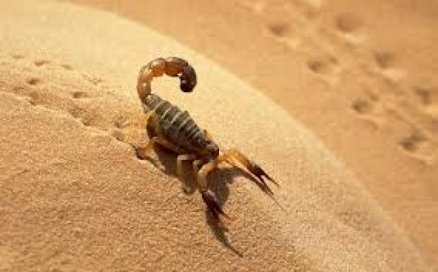 تسجيل بالبيض 227 حالة تسمم عقربي منذ بداية السنة