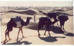 شعراء الملحون في الجزائر يأملون في إنشاء أكاديمية للشعر الشعبي