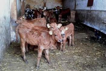 La fièvre aphteuse est arrivée