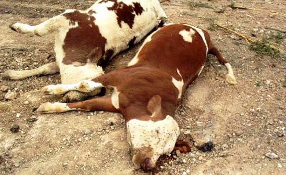 المفتشية البيطرية لولاية الجلفة تضع بين أيدي مربّي الماشية مجموعة من النصائح و الإجراءات الوقائية للاحتياط بها من عدوى مرض الحمى القلاعية