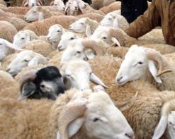 غلق أسواق الماشية عبر بلديات ميلة وقسنطينة