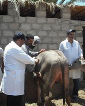 La fièvre aphteuse est là!