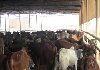 Les marchés à bestiaux fermés