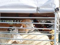 Fermeture des marchés à bestiaux et interdiction de déplacer les animaux sans autorisation vétérinaire