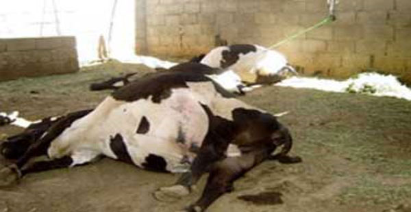 اكتشاف أول حالة بالشلف