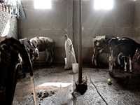 Alors que la panique gagne les éleveurs