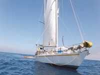 Risques des micro-plastiques sur la daube et la flore marine