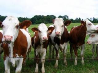 La fièvre aphteuse commence à être maîtrisée (ministre)