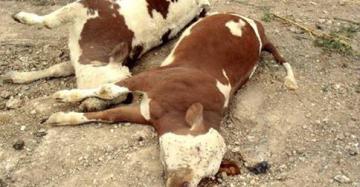 وكالات الضمان تمتنع عن تجديد عقود ضمان المواشي بسطيف