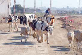 La fièvre aphteuse se propage