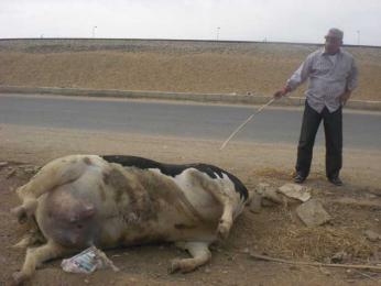 وزير الفلاحة في زيارة طارئة لبجاية