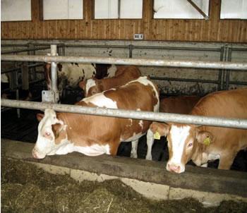 Grande inquiétude avant l'Aïd