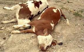 A quelques encablures de l'Aid Al Adha