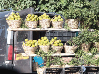 112.000 quintaux de figues fraîches prévus