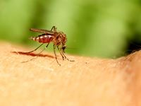 Faute d'une véritable campagne de démoustication