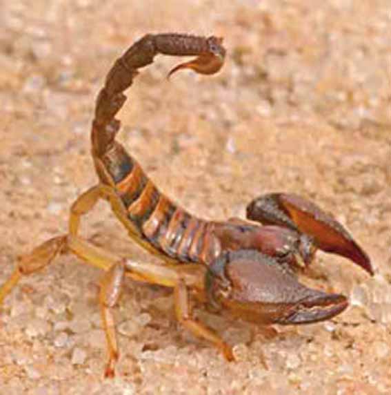 Piqûres scorpioniques