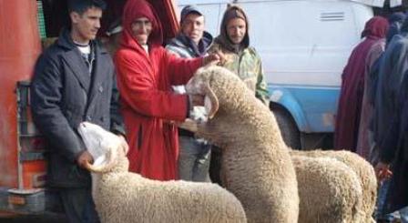 الدرك و فرق البيطرة يمنعون الموالين من اقتحام السوق الأسبوعي بسعيدة