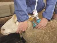 À deux mois de l'Aïd El-Adha