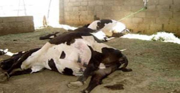 التخلص من 29 بقرة مصابة بالحمى القلاعية بالزبوجة سنجاس و الشلف