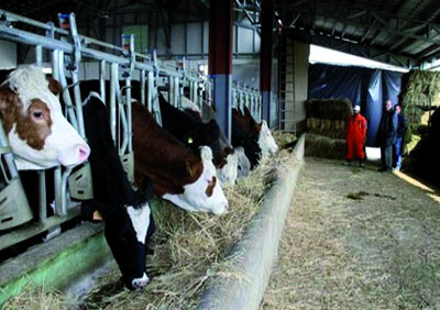 Sensibilisation des maquignons et des éleveurs pour circonscrire la maladie