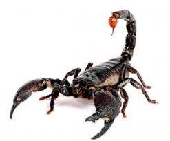 تسجيل 407 لسعة عقرب خلال السداسي الأول بتيارت