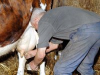 Consommation du lait de vache